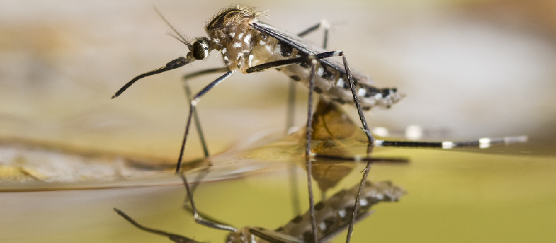 Mosquito Control in Waxhaw, North Carolina