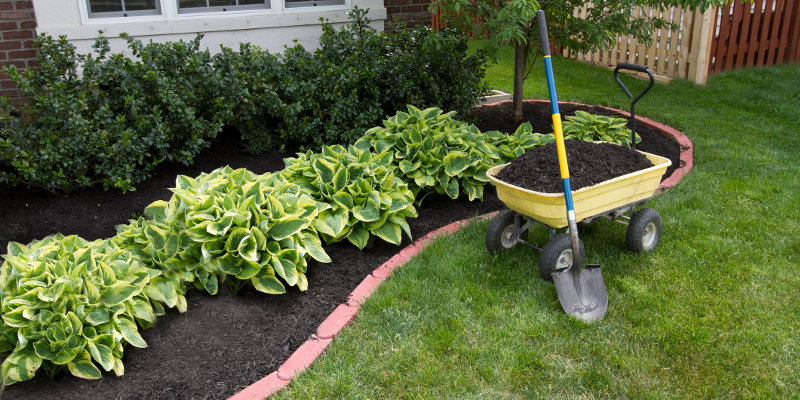 Did You Plan for Your Trees & Shrubs with Summer Lawn Care?