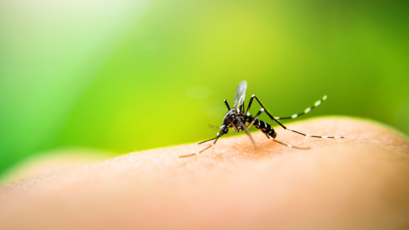 Outdoor pest control can help eliminate your mosquito problem