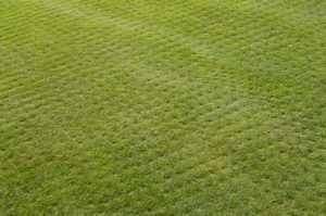 when selecting a company for your turf aeration services