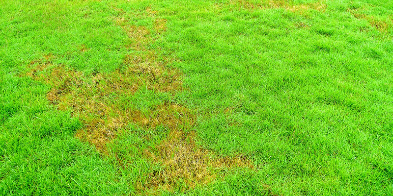 Common Turf Problems and What to Do About Them
