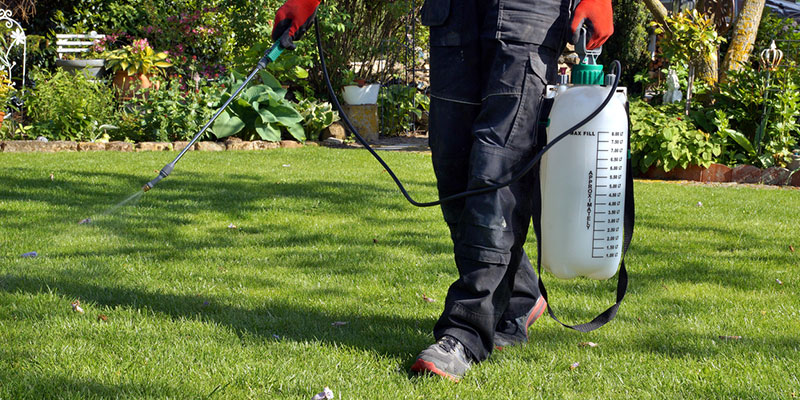 Turf Weed Control Services: What You Need to Know