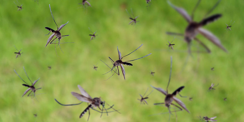 Why Mosquito Removal is Important