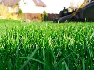 Reasons to Leave Lawn Fertilization to the Professionals
