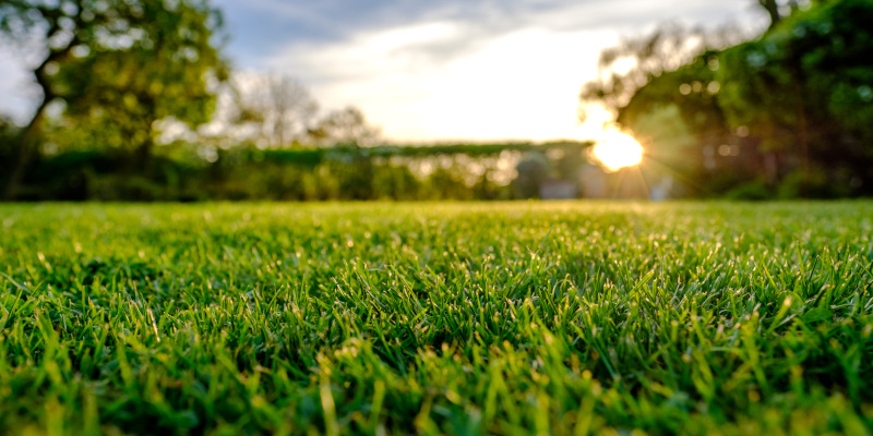 Keep Your Lawn Lush and Green with Our Lawn Care Services